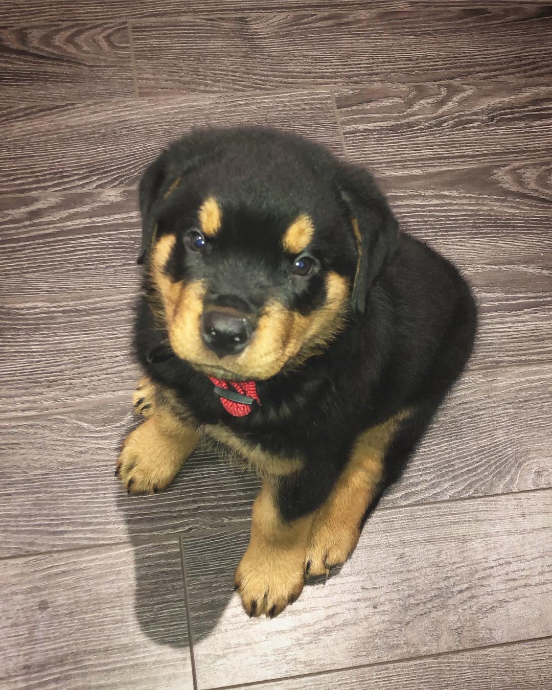 Romeo, weiblicher Rottweiler Welpe